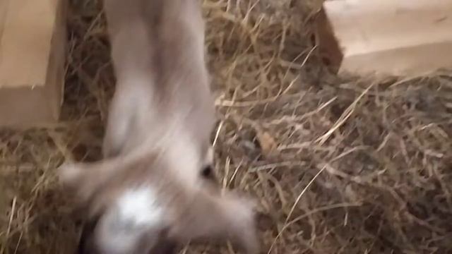 коза Соня 2 день жизни. смотреть онлайн