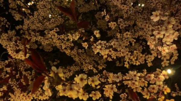 Цветение сакуры - ночное любование -- Cherry blossoms @ night, illuminated (Purpleleaf Sand Cherry)
