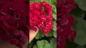 ТА Амазонка сортовая пеларгония