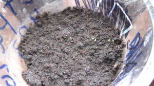 Выращивание эстрагона из семян, практический опыт.