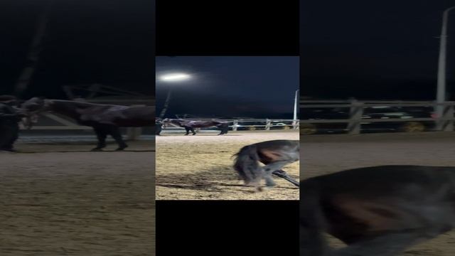 Лошадь Кабардинской породы смотреть онлайн