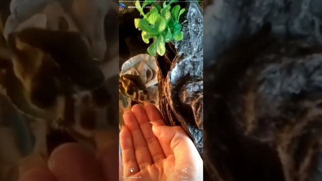 Ха))) Растет малышня!))))))) смотреть онлайн