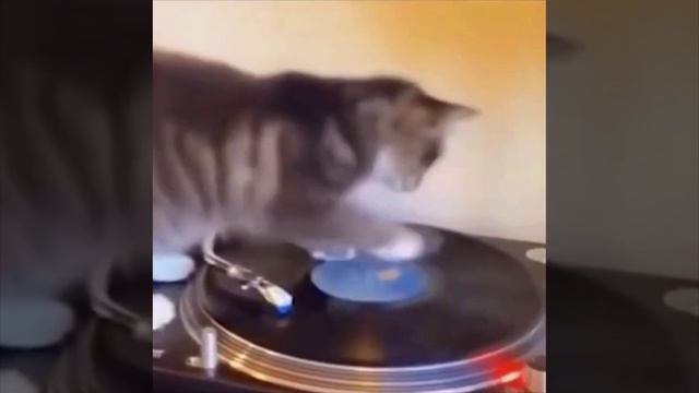 Cute cats 😻 смотреть онлайн