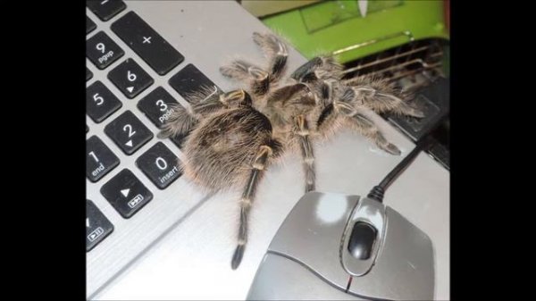 Grammostola aureostriata