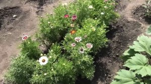 Хризантема Килеватая зацвела в начале июля