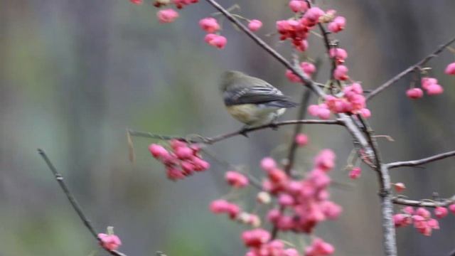 ムギマキが低いマユミの木にやってきた смотреть онлайн