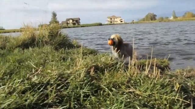 West Paw Zogoflex Jive Dog Ball смотреть онлайн