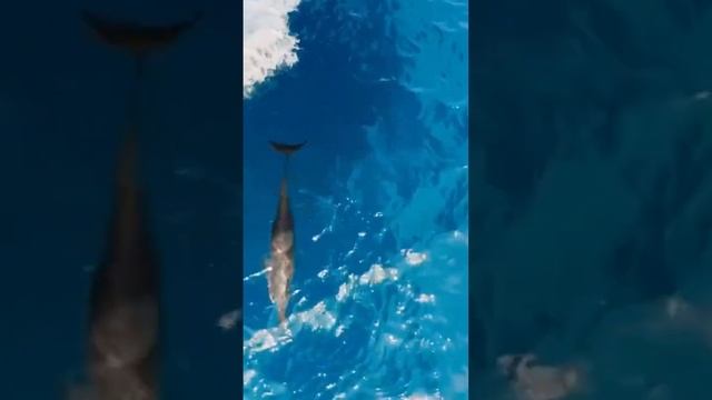 Напала акула, как можно лишиться пальцев, встретил дельфинов, все это в новом выпуске смотреть онлайн