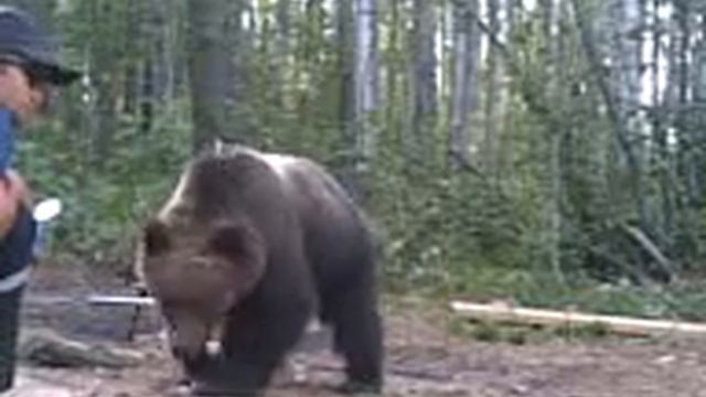 Дикий медведь смотреть онлайн