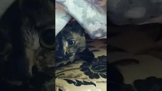 Заныкалась смотреть онлайн