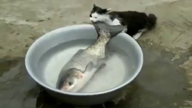 Улов против кота. Рыба проучила кота смотреть онлайн