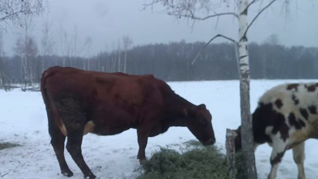ферма смотреть онлайн
