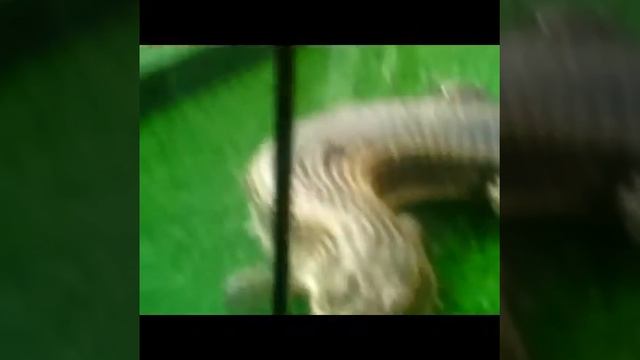 На выставке смотреть онлайн