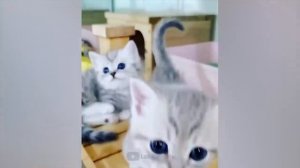 #100 Самые смешные животные. Приколы с котами и собаками