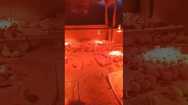 Цыплята Кобб 500 смотреть онлайн