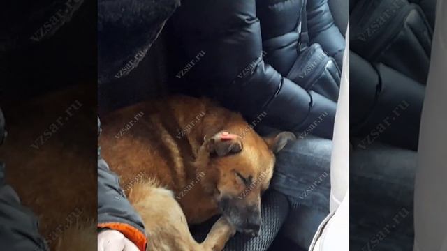 В саратовских маршрутках среди пассажиров замечены бродячие собаки смотреть онлайн