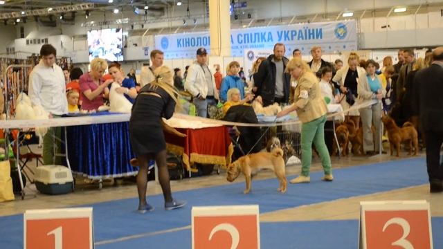 Шарпей 2хСАСIB Киев апрель 2016 смотреть онлайн