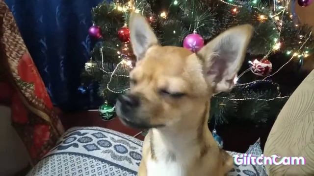 Новогодний стол. Собака. смотреть онлайн