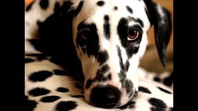 собаки смотреть онлайн