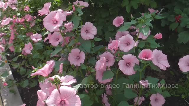 Счастливые мгновения жизни ... Музыка Арсения Якшиянц смотреть онлайн