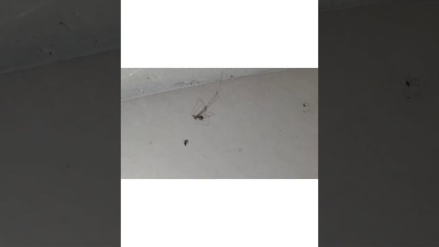 Pholcus phalangioides catching insect смотреть онлайн