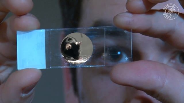 Wie viel Maus steckt im Menschen? смотреть онлайн