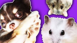 Щенок vs хомяки: первая встреча! 🐶🐹