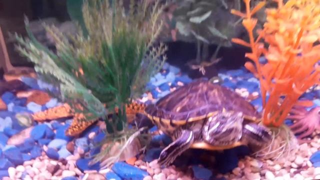 🐢😬 😈Ужасы аквариума!🐟🐠 смотреть онлайн