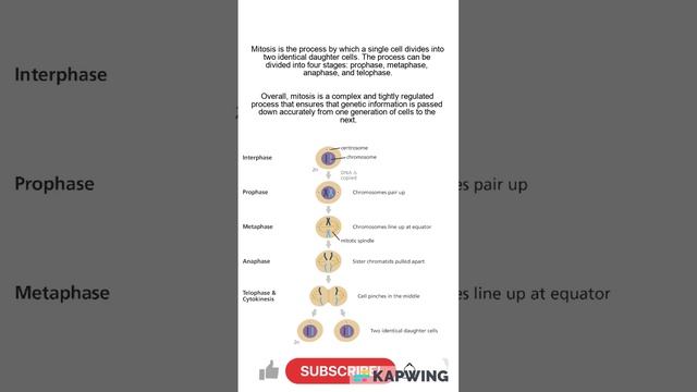What is the process of mitosis смотреть онлайн