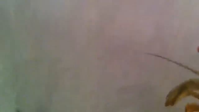 Раки развлекаются смотреть онлайн