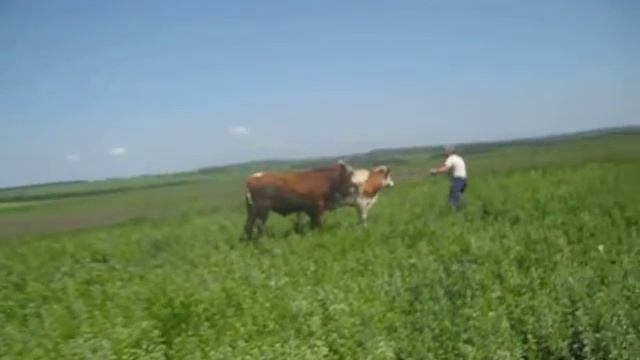 Любовь Малины и Цезаря,15.06.2016 смотреть онлайн