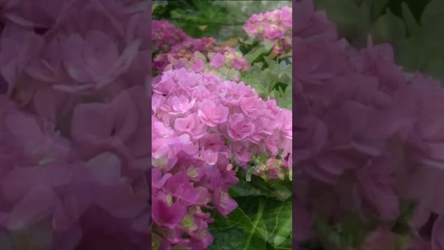 Гортензии в саду цветут. Дмитрий Шлапак смотреть онлайн