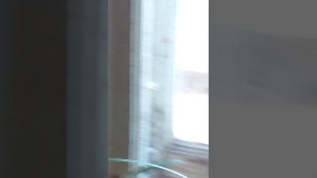 голубь проголодался смотреть онлайн