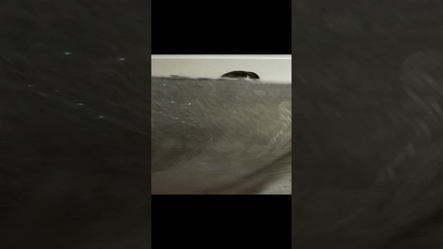 1000108710.mp4Пуховые изделия у Ольги из Волгоградской области.т.89020931602. смотреть онлайн