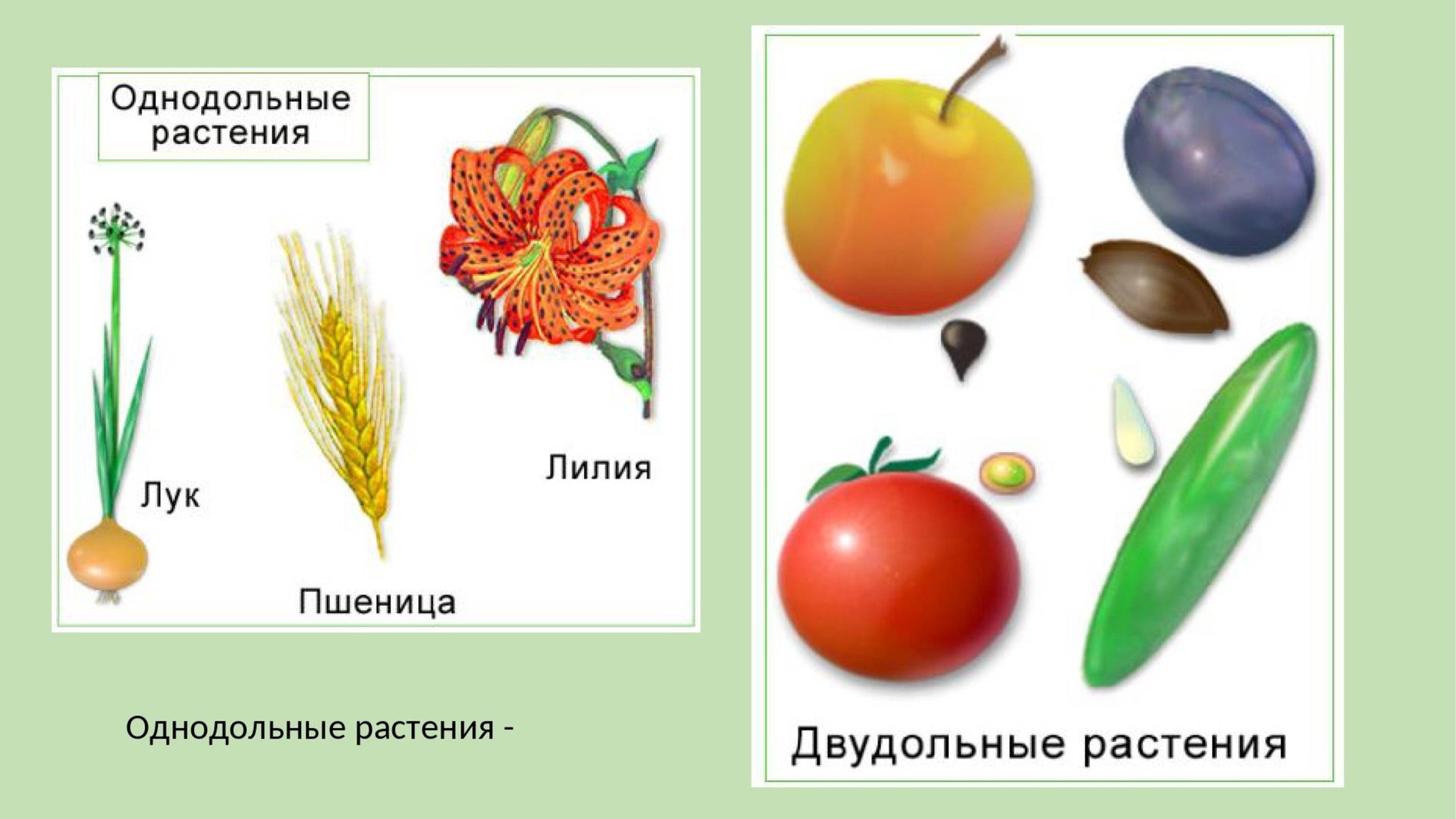 Биология: однодольные или двудольные семена - какая разница? смотреть онлайн