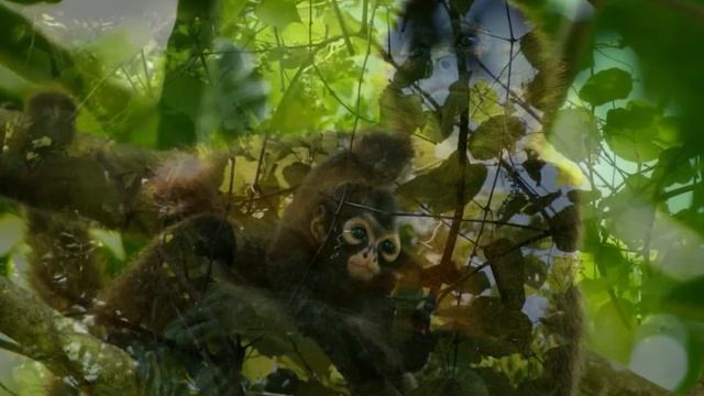 Pi en el Mundo Animal (Travel Music), Titola Teatre, music, Dominique Solly смотреть онлайн