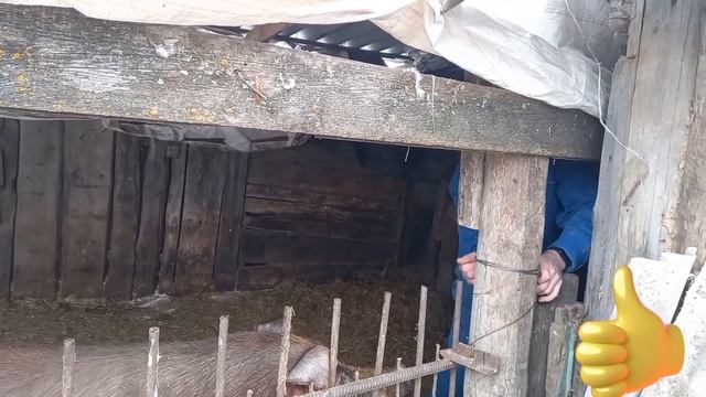 Кастрация большого кабана в одного.Работает профессионал.