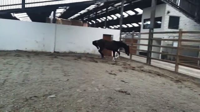 🐎 Sacramento D'oro 🐴 Secret (Sezuan) x Carpaccio смотреть онлайн