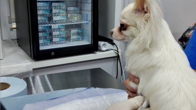 Стерилизация и чистка зубов под одним наркозом