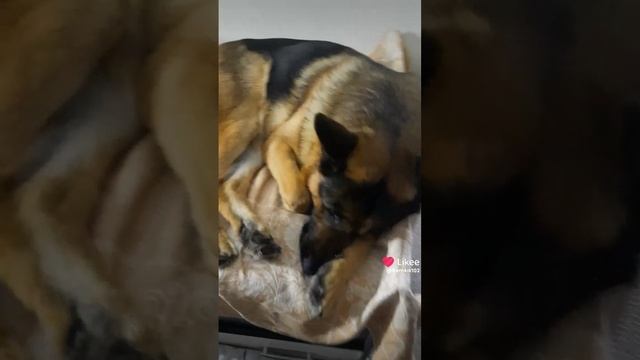 Зима игривая❄️ смотреть онлайн