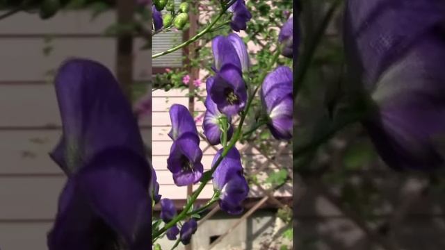 Аконит. Дмитрий Шлапак смотреть онлайн