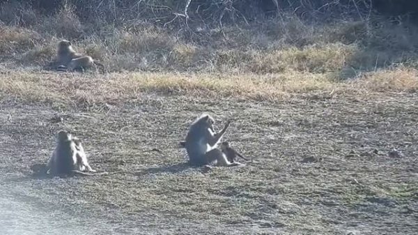 #Животные#Африка#Обезьяны#Утро