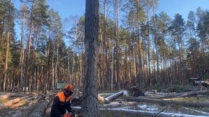 Валка дерева в заданное направление бензопилой Stihl MS 361