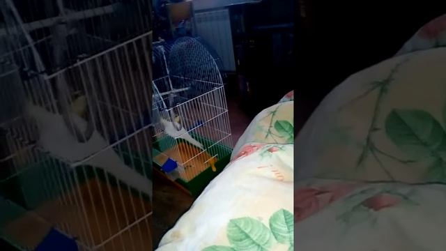 Сказка про попугаев) смотреть онлайн