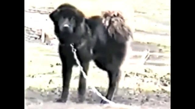 ABORIGINAL DOG OF TIBET 2 / TIBETAN MASTIFF 2 смотреть онлайн