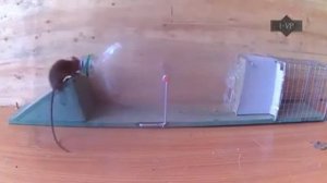 ЛОВУШКИ ДЛЯ МЫШЕЙ!!!