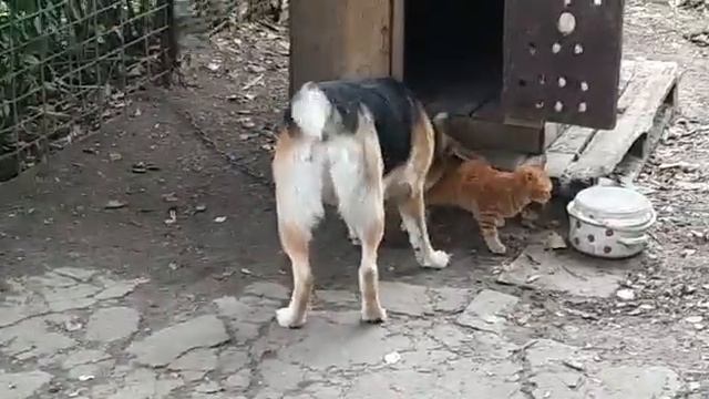 Ну прям как кошка с собакой 🤣 смотреть онлайн