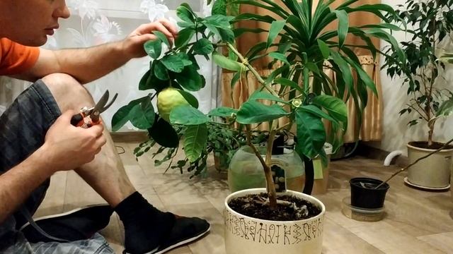 Лимон Скерневицкий, формирование кроны смотреть онлайн