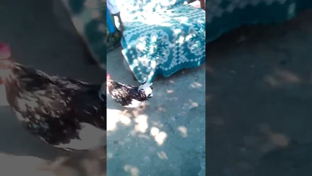 Идет петух смотреть онлайн