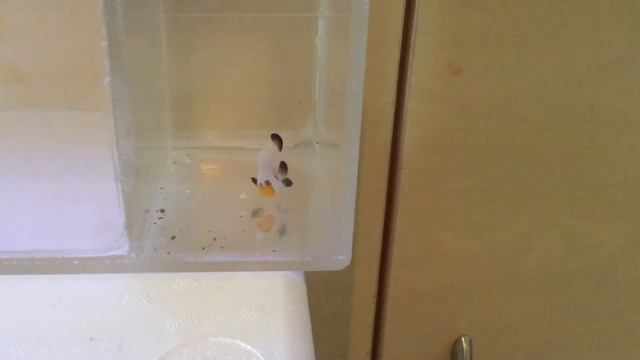 Designer Clownfish | EP1: From online order to Acclimation to Breeder tank смотреть онлайн